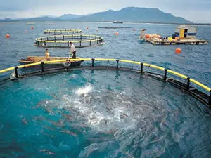 HDPE Fish Cage for Fish Farm HDPE Fish Cage for Fish Farm