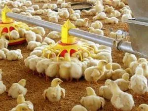 BC Feeder Pan for Broiler Feeding System BC Feeder Pan for Broiler Feeding System